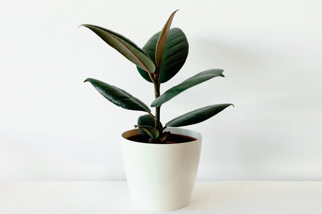 rubber tree